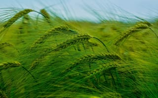 Картинка природа, колосья, поле, пшеница