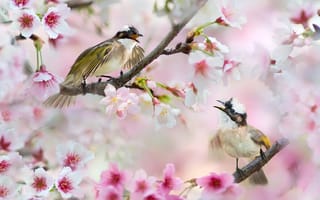 Картинка цветы, пара, птицы, сакура, ветки, Тайвань, природа, FuYi Chen, вишня, цветение