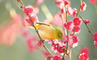 Картинка природа, цветение, весна, птица, ветки, цветы, белоглазка, птицы мира, белый глаз, сакура