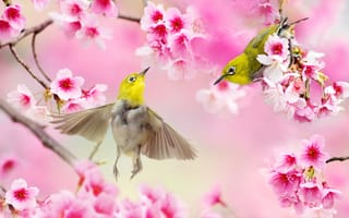 Обои птицы, птицы мира, природа, цветение, сакура, пара, весна, белоглазка, ветки, FuYi Chen, Тайвань, белый глаз