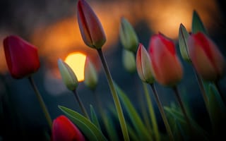 Картинка природа, солнце, весна, тюльпаны, цветы, закат