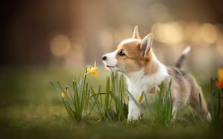 Картинка животное, детёныш, трава, щенок, природа, весна, собака, боке, нарциссы, пёс, цветы