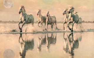 Картинка лошади, вода, табун, небо, бег