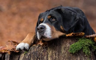 Картинка Большая швейцарская горная собака, Энглбучерская горная собака