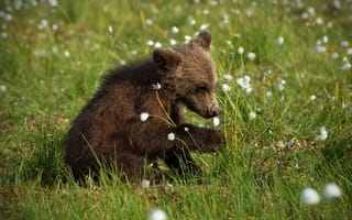 Картинка животное, хищник, медвежонок, лето, природа, детёныш, трава