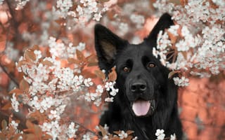 Обои животное, пёс, весна, вишня, морда, собака, чёрный, цветение, природа, ветки