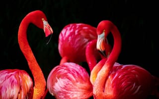 Обои птицы мира, птицы, фламинго