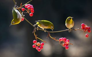 Обои птицы мира, ветка, белоглазка, птицы, белый глаз, природа, ягоды