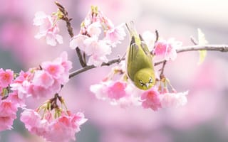 Картинка птицы мира, сакура, природа, цветы, весна, белый глаз, птичка, ветка, белоглазка