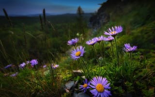 Картинка природа, склон, вечер, трава, цветы, Павел Сагайдак
