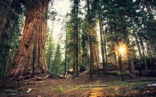 Картинка Лес, Лучи света, Деревья, Природа, National Park, Калифорния, Sequoia