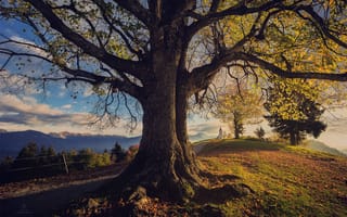 Картинка Dmitry Kupratsevich, природа, Словения, осень, деревья, дорожка, холмы, пейзаж, горы