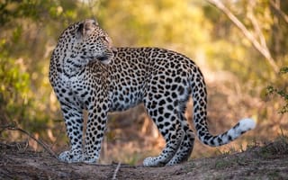 Картинка леопард, дикая кошка, животные, хищник