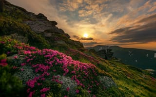 Картинка природа, скалы, пейзаж, рододендроны, горы, закат, Швейцария, склон, Daniel Maier, цветы