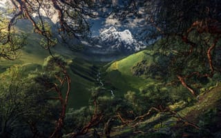 Картинка природа ландшафт растения, Южная Америка, деревья горы