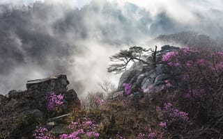 Картинка Южная Корея, пейзаж, скалы, деревья, туман, камни, горы, природа, кустарники