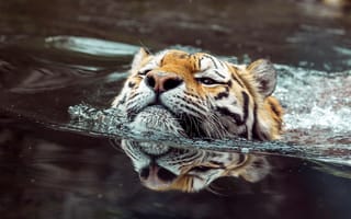 Обои Тигр, Животные, зверь, в воде