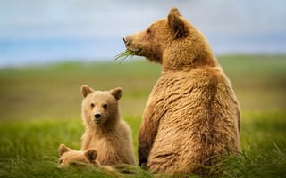 Обои животные, природа, медведица, поле, хищники, медвежата, медведи, детёныши, три медведя, трава