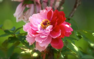 Картинка Розово-красный, пион, цветок