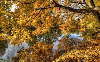 Картинка природа, листва, дерево, ветки, река, осень, пейзаж