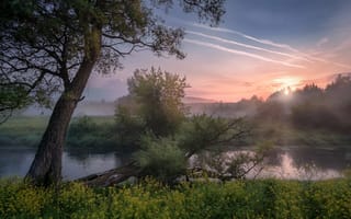 Картинка Андрей Чиж, туман, рассвет, пейзаж, природа, берега, река, травы, Истра, деревья, утро