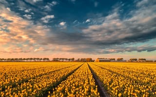 Картинка yellow tulips, sunset, tulips, tulip field, evening, summer, wildflowers