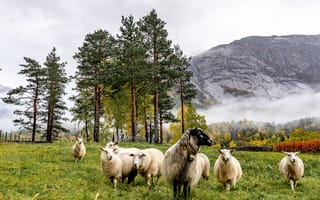 Картинка овцы, деревья, трава