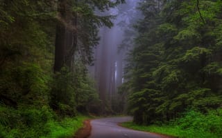 Картинка Лес, Sherwood Forest, Природа, Калифорния, Дорога, Redwood national Park, Туман, Деревья