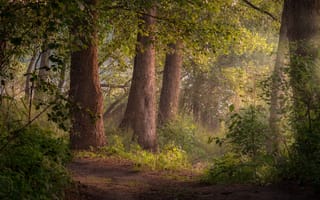 Картинка лес, Андрей Чиж, деревья, тропинка, природа, лето, пейзаж