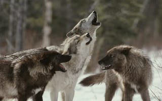 Картинка Волки, хищники, Животные