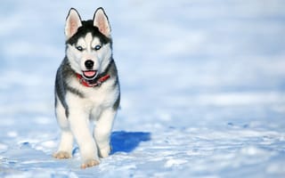 Картинка животное, щенок, собака, снег, взгляд, хаски, пёс