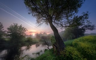 Картинка лето, Андрей Чиж, восход, туман, пейзаж, природа, деревья, речушка, берега, трава, рассвет, утро
