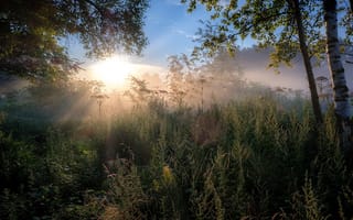 Обои лето, Андрей Чиж, солнце, природа, пейзаж, утро, рассвет, деревья, ветки, лучи, травы