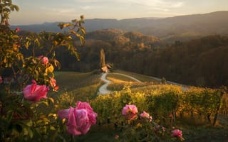 Картинка Краси Матаров, леса, виноградники, закат, цветы, сердце, холмы, Словения, дорога, пейзаж, розы, природа