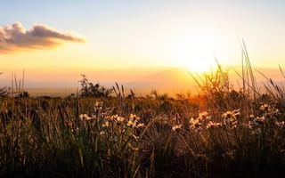 Картинка травы, солнце, утро, небо, восход, цветы