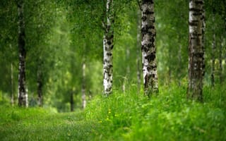 Картинка Зеленая трава, лето, береза, деревья