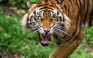 Картинка тигр, хищник, усы, улыбка, взгляд, морда, дикая кошка, клыки, зубы