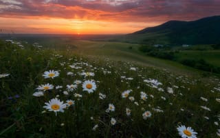 Картинка лето, восход, Павел Силиненко, горы, цветы, ромашки, луга, рассвет, утро, пейзаж, природа