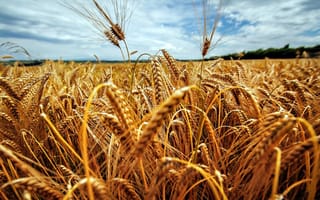 Обои Поле, пшеница