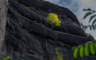 Картинка деревце, утёс, скала, природа