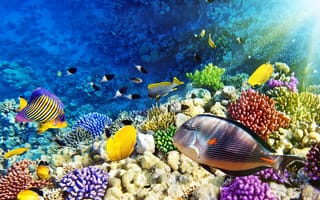Картинка природа, тропики, тропический, животные, море, коралл, океанский, вода, животное, коралловый, рыба, рыбы, подводный, морской, океан, кораллы, свет