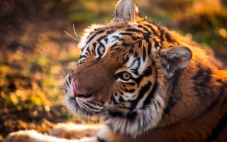 Картинка тигр, морда, хищник, взгляд, дикая кошка