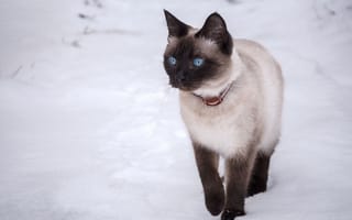 Картинка Тайская кошка, снег, голубые глаза