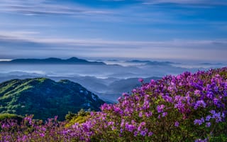 Обои природа, туман, Hwangmaesan, цветы, пейзаж, Корея, азалия, рододендроны, горы, облака