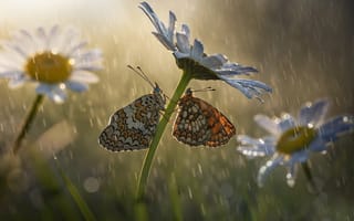 Картинка макро, дождь, насекомые, Roberto Aldrovandi, боке, цветы, ромашки, бабочки, природа