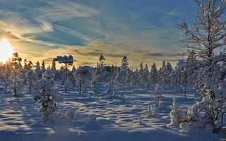Картинка деревья, снег, рассвет