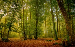 Картинка Бретань, Зачарованный Лес, деревья, Монфор, рассвет, туман, природа
