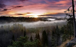 Картинка Природа, лес, туман
