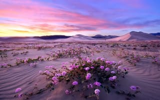 Картинка Пустыня, барханы, цветы