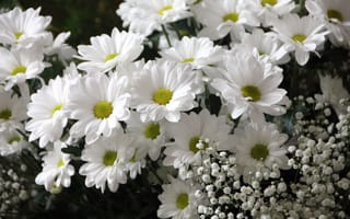 Картинка Букет, белых хризантем